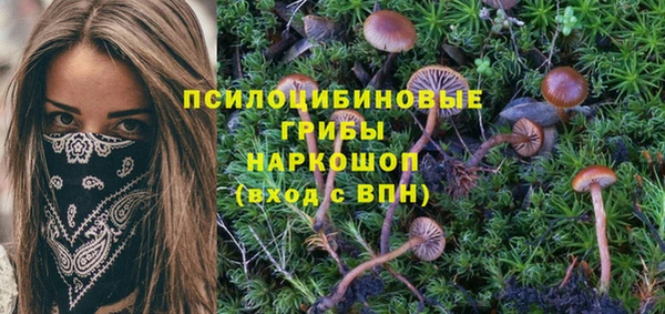 индика Белокуриха